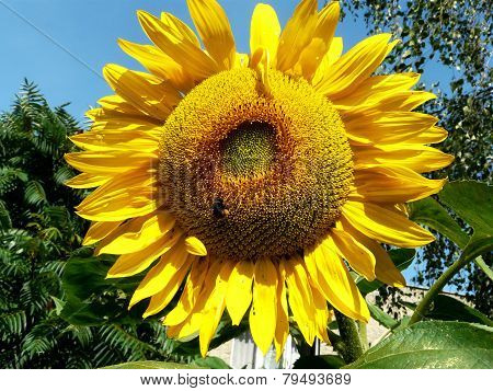sunflower