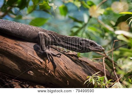 Black Tree Monitor