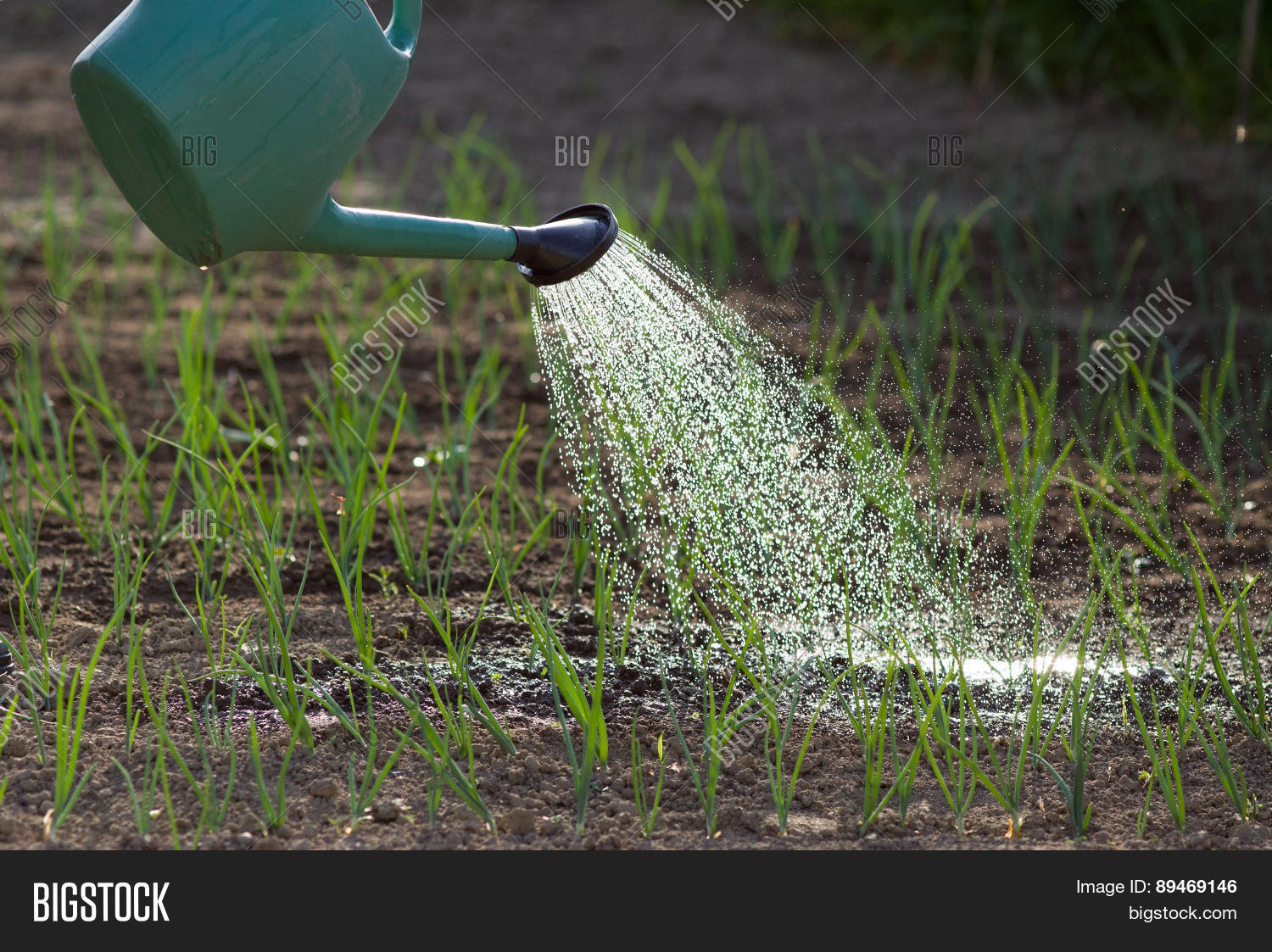 Девушка поливает из шланга. Полив огорода из шланга. Поливает из шланга. Полив зелени. Можно ли поливать днем на солнце.