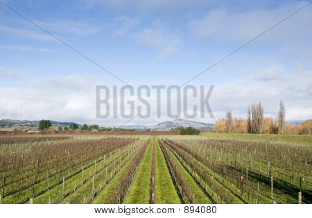 Winter wijnstokken Nz
