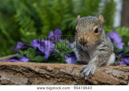 Baby Gray Squirrel