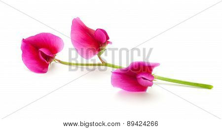 Flora Of Gran Canaria