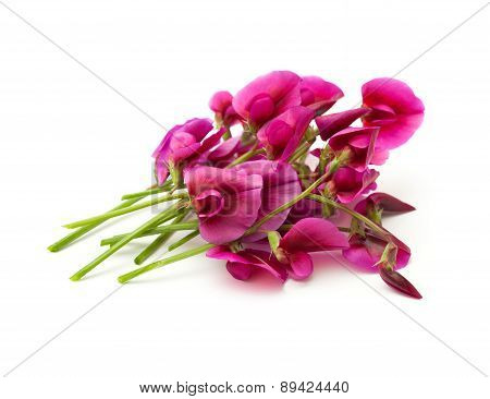 Flora Of Gran Canaria