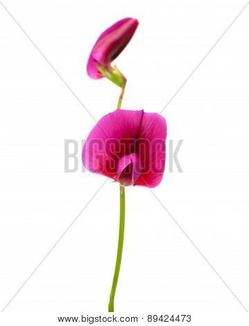Flora Of Gran Canaria