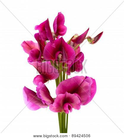 Flora Of Gran Canaria