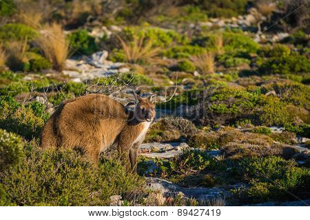 Kangaroo on Kangaroo Island, South Australia