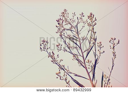 Wayside grass (Purple nut grass) retro style