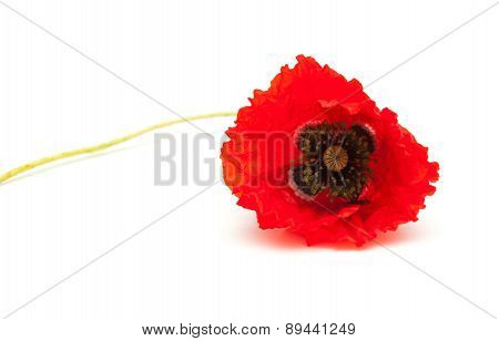 Bring Red Poppy On White Surface