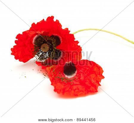 Wilting Red Poppy