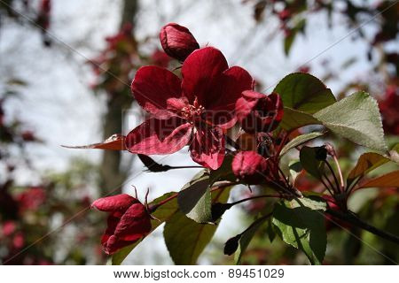 Dark-red Flowers
