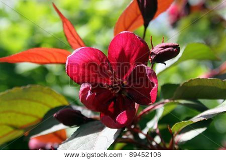 Wine-colored Flower