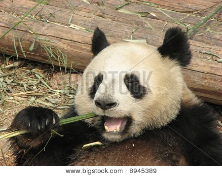 Panda je snídaně