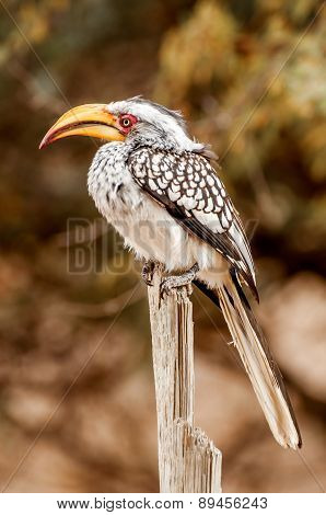 Souther Yelllow Billed Hornbill On Stick