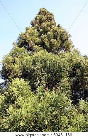 Japanese Cedar