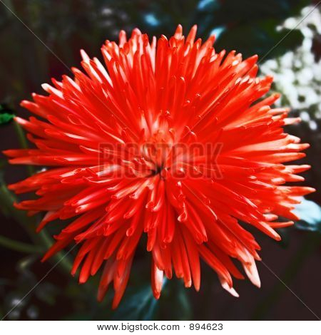 Red_Flower