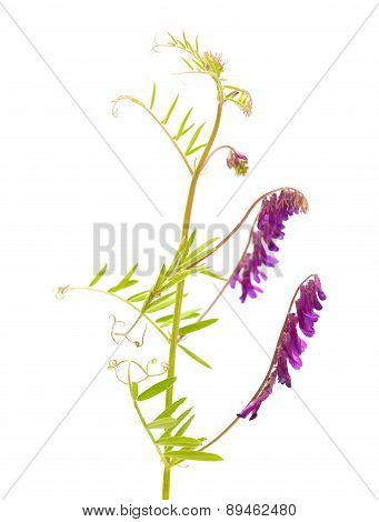 Fodder Vetch