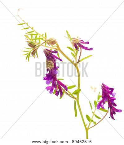 Fodder Vetch