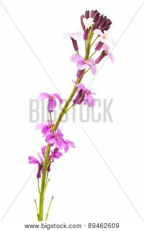 Erysimum Albescens