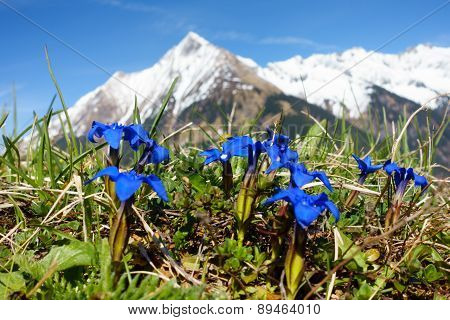 wild gentian in spring with snowy mountain in the background
