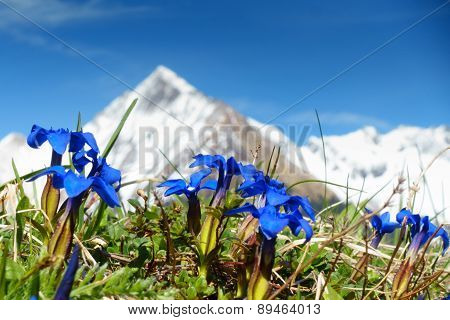 wild gentian in spring with snowy mountain in the background