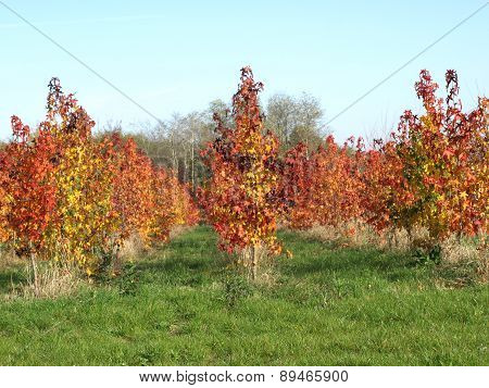 Autumn Has Painted The Landscape
