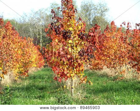 Autumn Has Painted The Landscape