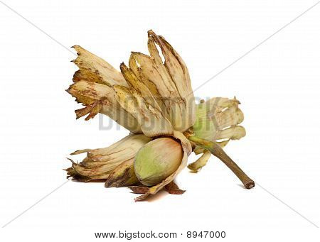 Cobnut - nocciola o nocciola