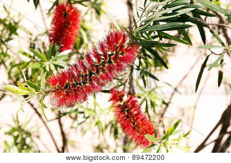 Red Tropical Mediterranean Flower - Callistemon