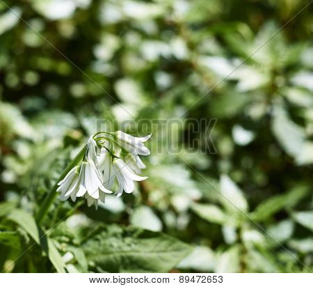 Flower Of Garlic