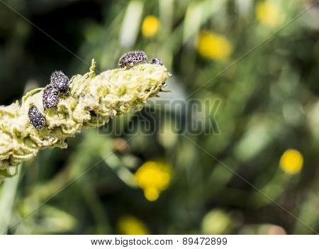 Oxythyrea Funesta
