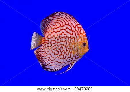 Pompadour Fish On Blue Background