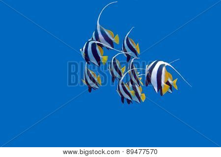 Shoal Of Bannerfishes In Tropical Sea, Underwater