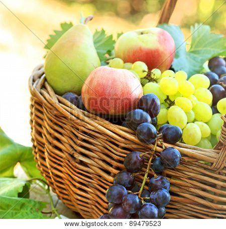 Fresh organic autumn fruits