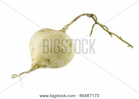 Close up Jicama , Jicama on white background