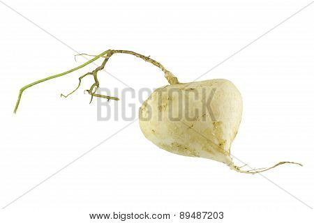 Close up Jicama , Jicama on white background