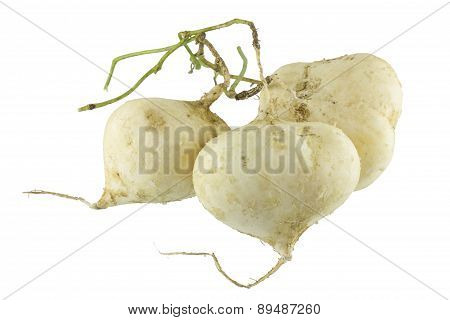 Close up Jicama , Jicama on white background