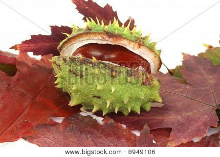 Kastanie am Herbstlaub