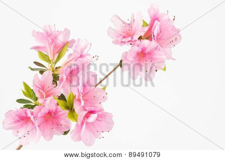 Pastel Pink Flower Cluster