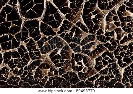 Dry Soil Texture