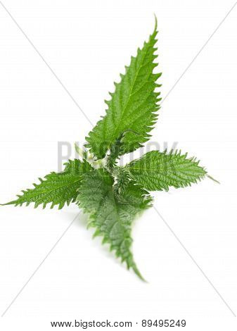 Nettle