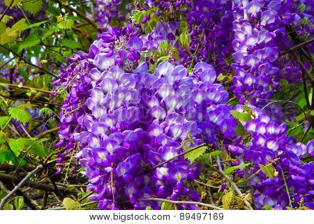 Wisteria