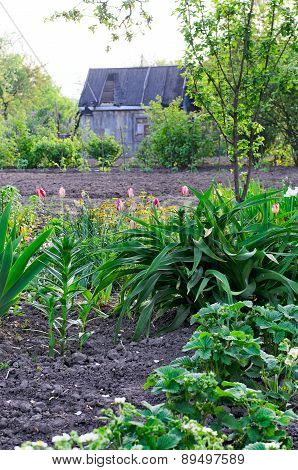 Cottage Garden