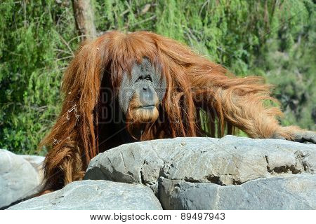 The orangutans