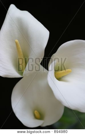 Spring2005 023