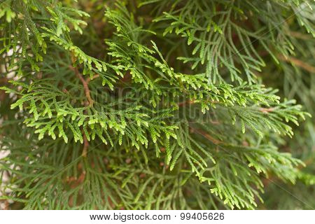 Texture Arborvitae