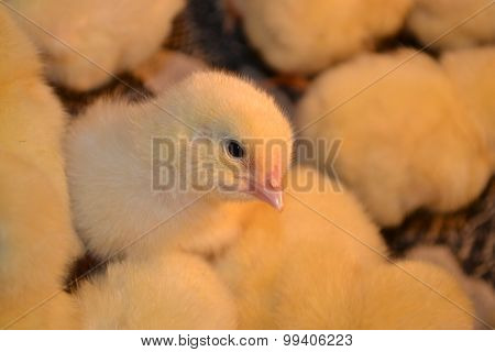 broiler chicken!