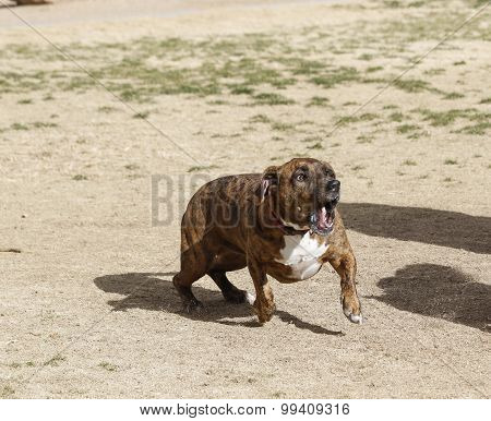 Dog playing at park