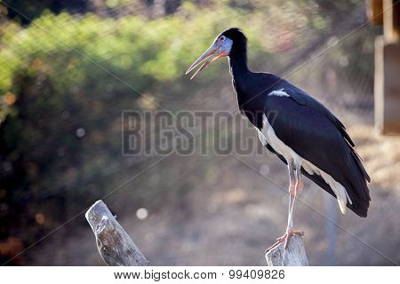 Abdims Stork Or Ciconia Abdimii