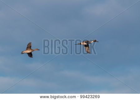 Pintail Ducks in Flight