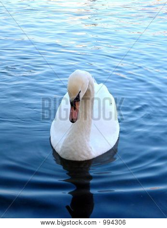 Swan flov